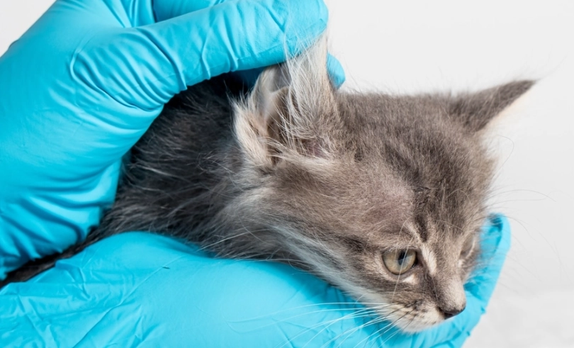 貓耳疥蟲 貓耳疥蟲