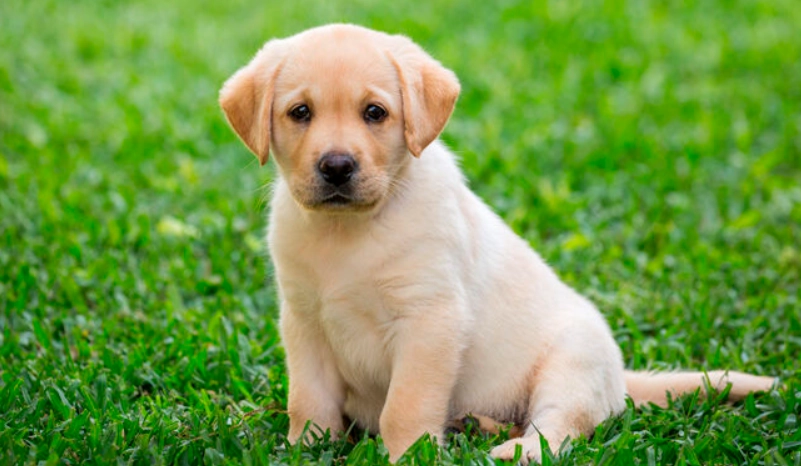 幼犬定型時間 幼犬定型時間