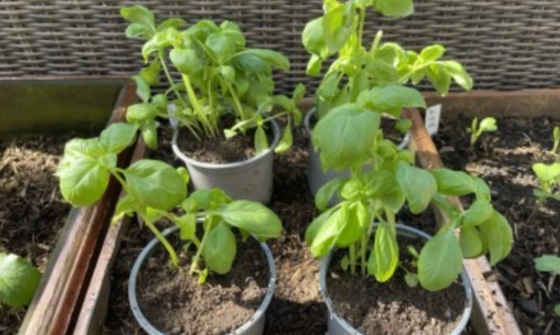 室内香草种植 室内香草种植