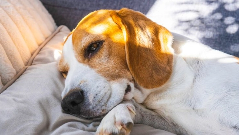 狗狗睡覺翻白眼 狗狗睡覺翻白眼