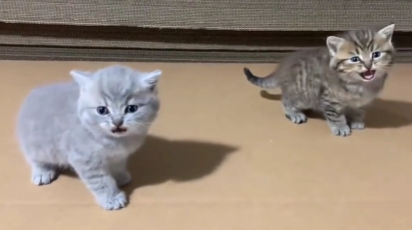 貓咪體重監測 貓咪體重監測