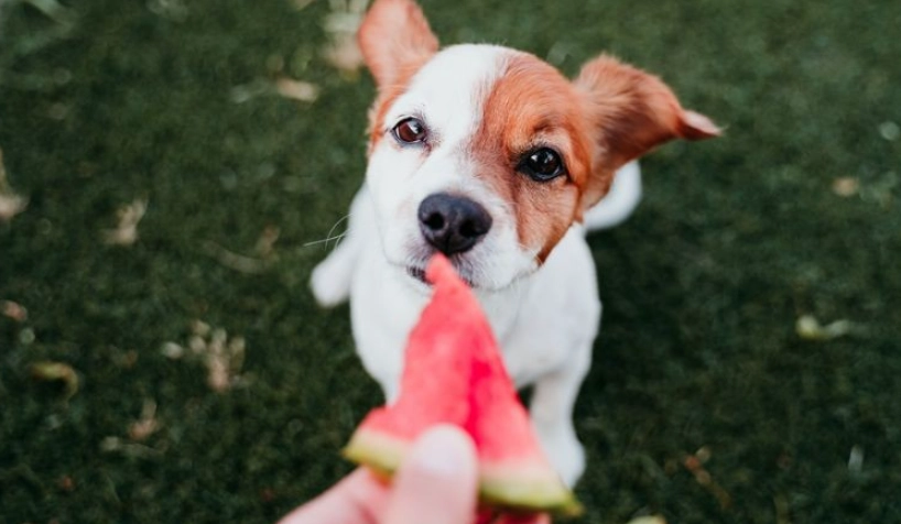 寵物水果 寵物水果
