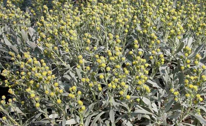 芙蓉繁殖成功率