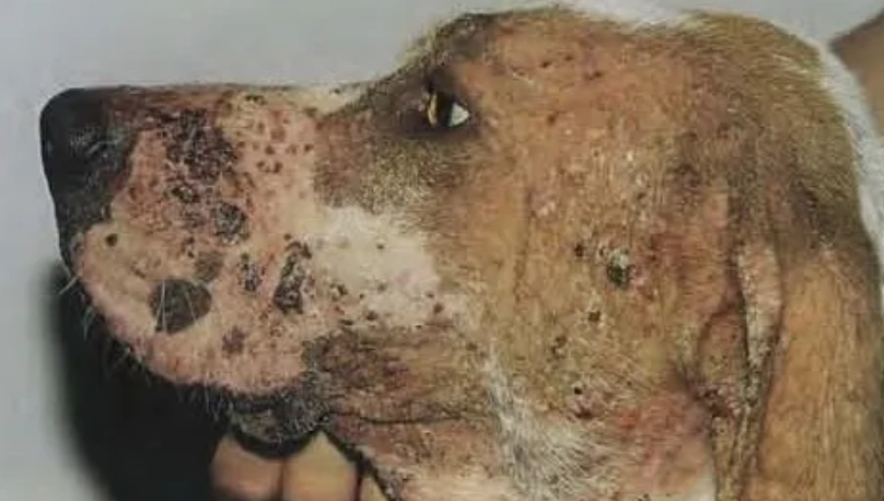 狗狗毛囊蟲症狀