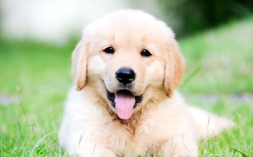 狗狗什麼時候定型 狗狗什麼時候定型