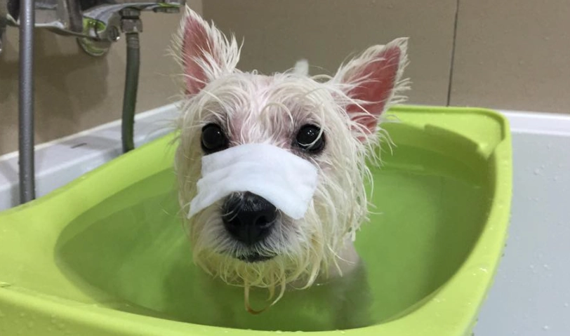 狗皮膚病治療 狗皮膚病治療