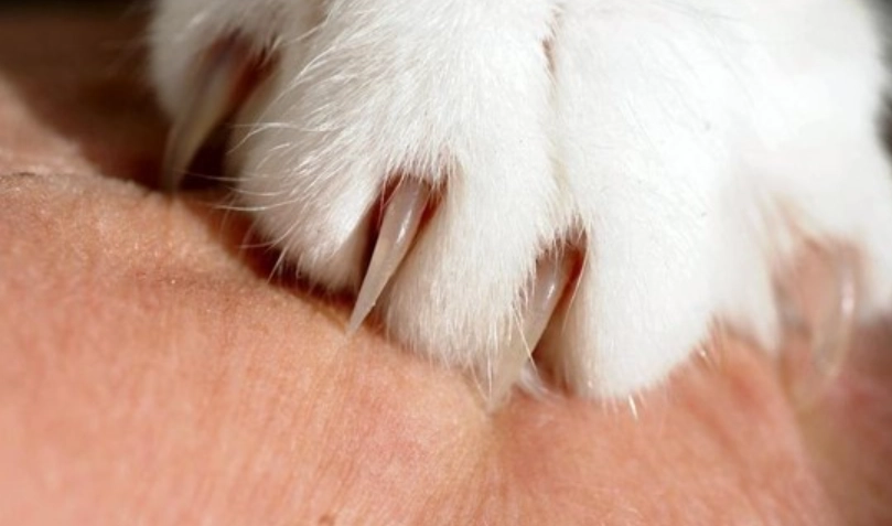 貓病毒人畜共通