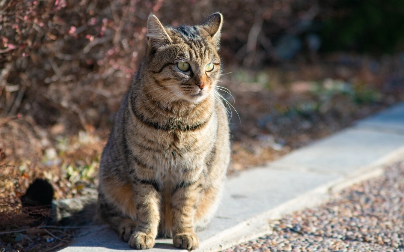 貓品種壽命