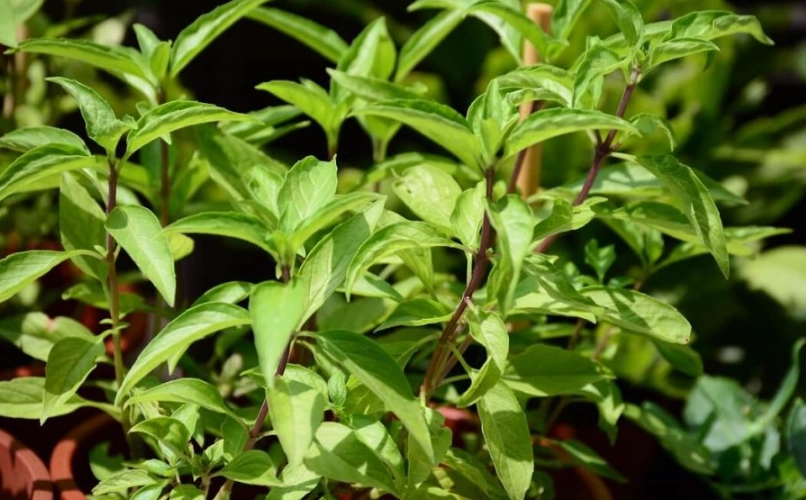 羅勒種植 羅勒種植