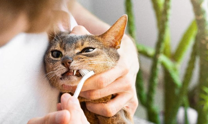 貓刷牙方法 貓刷牙方法