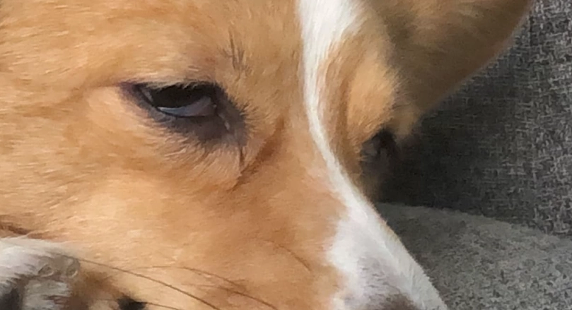 狗睡覺半睜眼 狗睡覺半睜眼