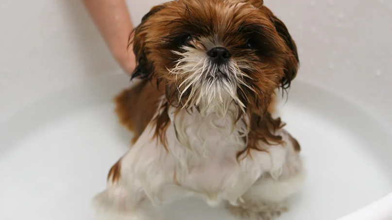 寵物藥浴推薦 寵物藥浴推薦