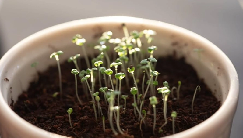 貓薄荷種子發芽方法