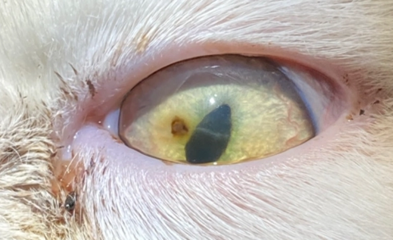 貓咪角膜受傷症狀 貓咪角膜受傷症狀