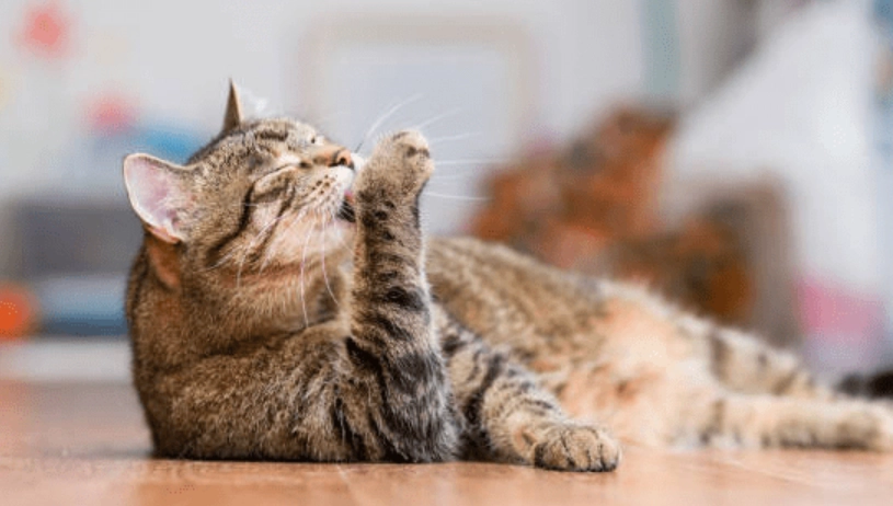 貓咪毛髮護理 貓咪毛髮護理