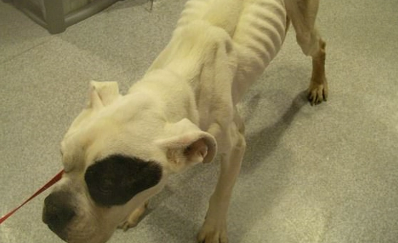 老狗 瘦 老狗 瘦