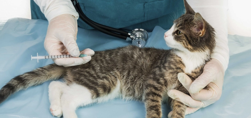 貓四合一疫苗風險 貓四合一疫苗風險