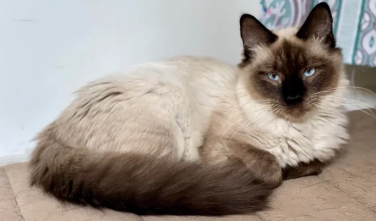 長毛暹羅貓性格 長毛暹羅貓性格