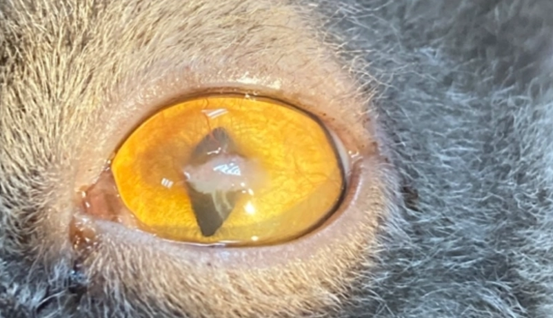 貓咪眼睛受傷處理 貓咪眼睛受傷處理