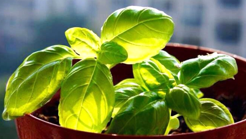 羅勒盆栽技巧 羅勒盆栽技巧