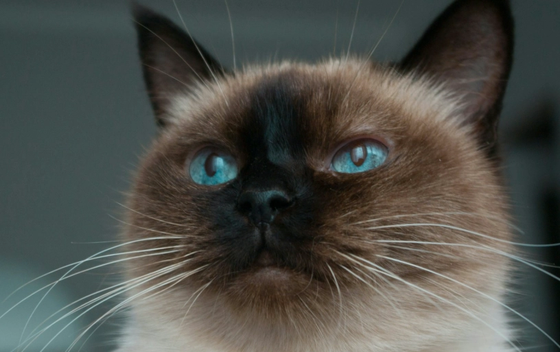 長毛暹羅貓性格 長毛暹羅貓性格