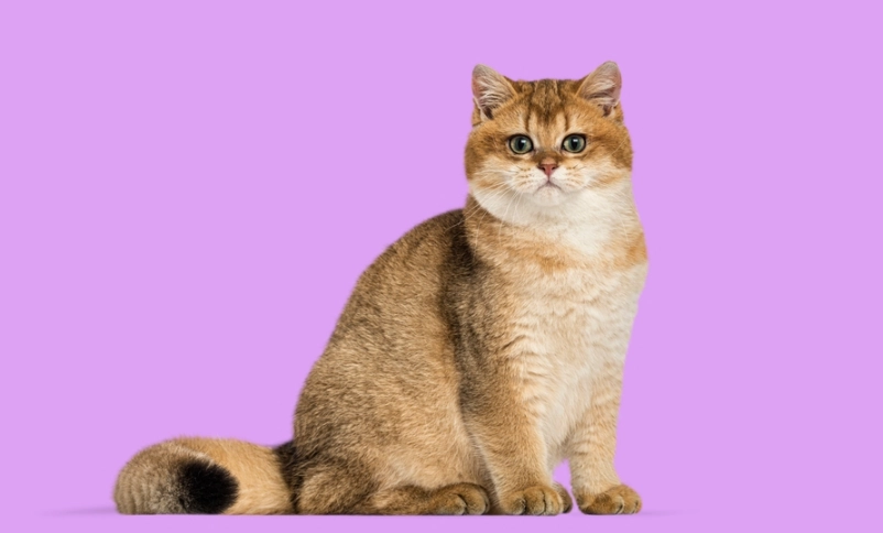 貓毛護理 貓毛護理