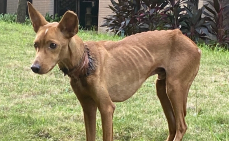 老年犬 消瘦 原因 老年犬 消瘦 原因