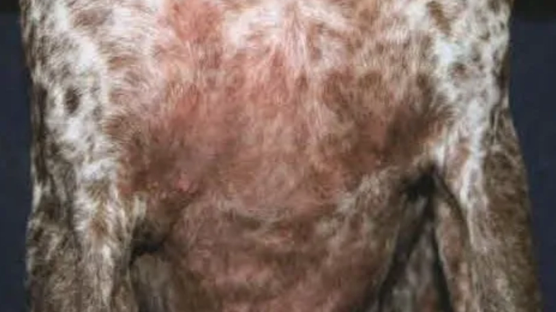 狗狗毛囊蟲預防