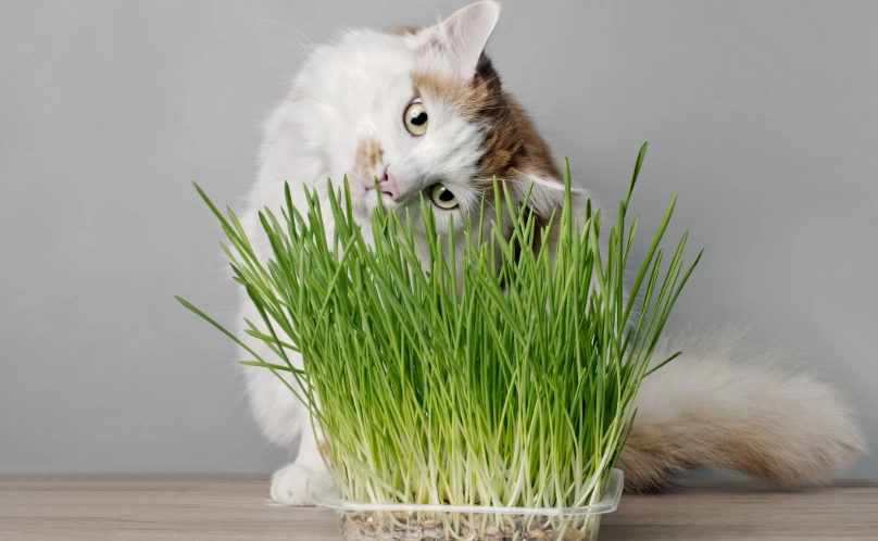 貓薄荷種植方法