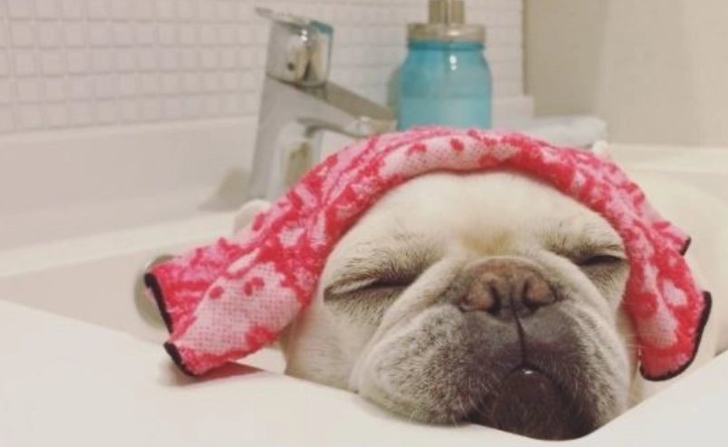 狗皮膚病治療 狗皮膚病治療