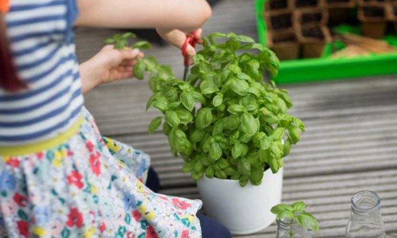 羅勒盆栽技巧 羅勒盆栽技巧