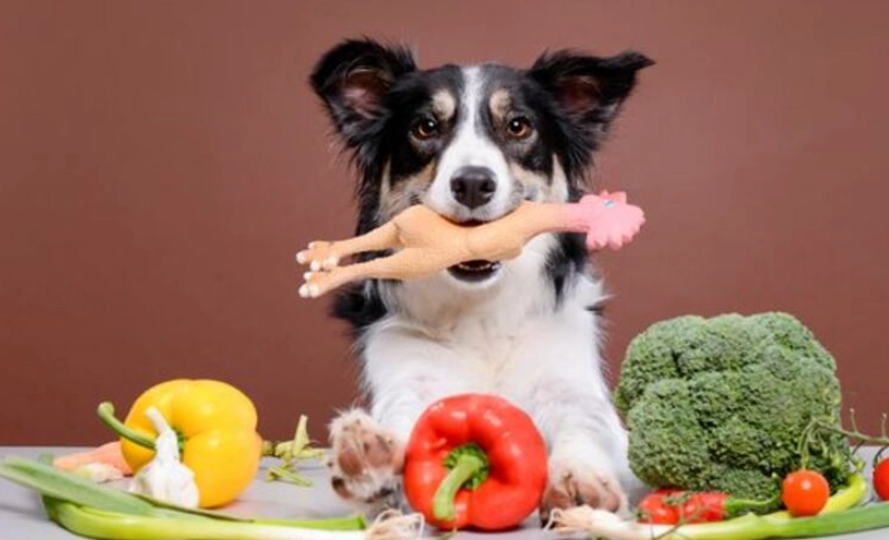 狗狗可以吃的蔬菜水果