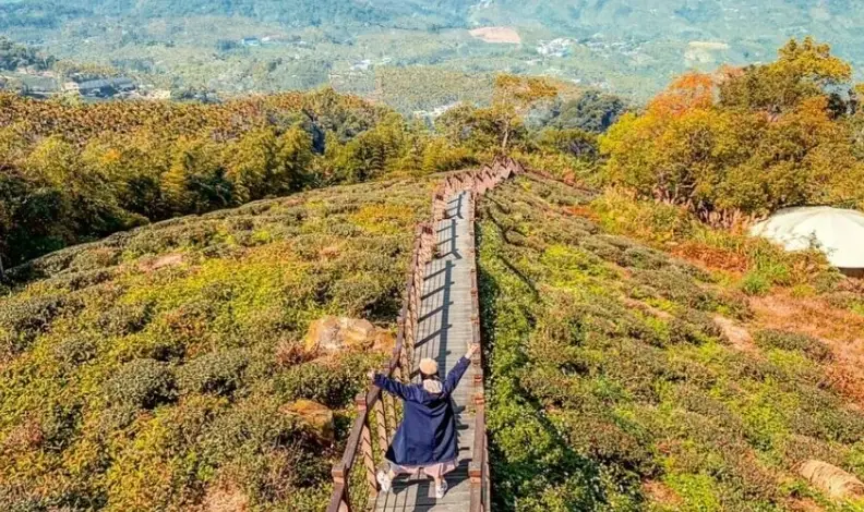 阿里山一日遊 阿里山一日遊