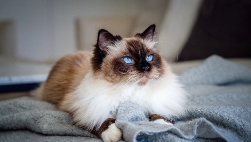 長毛暹羅貓照顧 長毛暹羅貓照顧