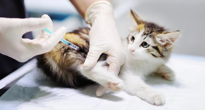 貓疫苗副作用 貓疫苗副作用