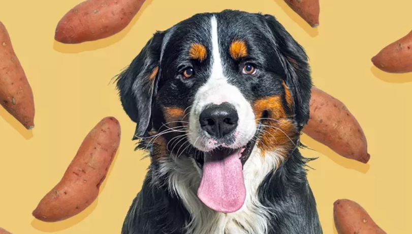 腎狗飲食 腎狗飲食