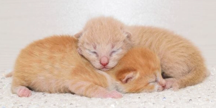 貓咪體重監測 貓咪體重監測