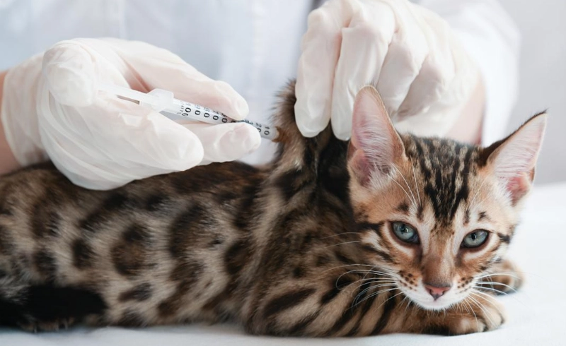 貓疫苗副作用 貓疫苗副作用