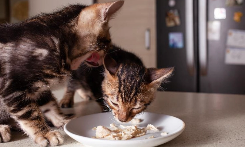 貓咪每日熱量計算