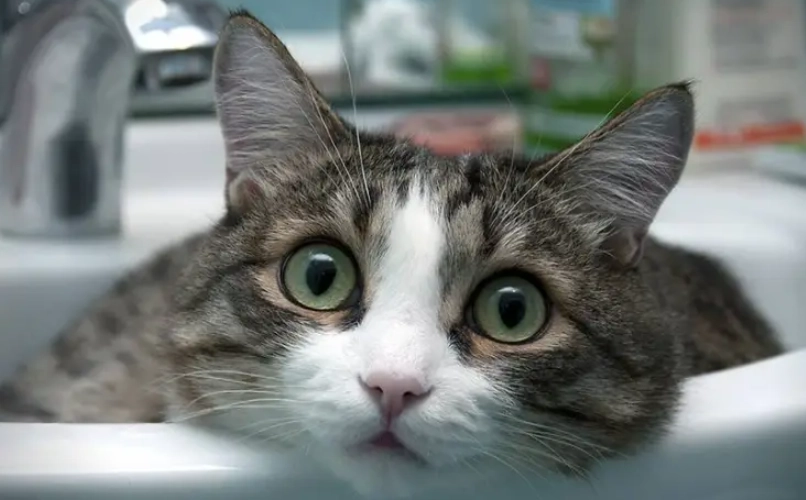 貓毛護理 貓毛護理