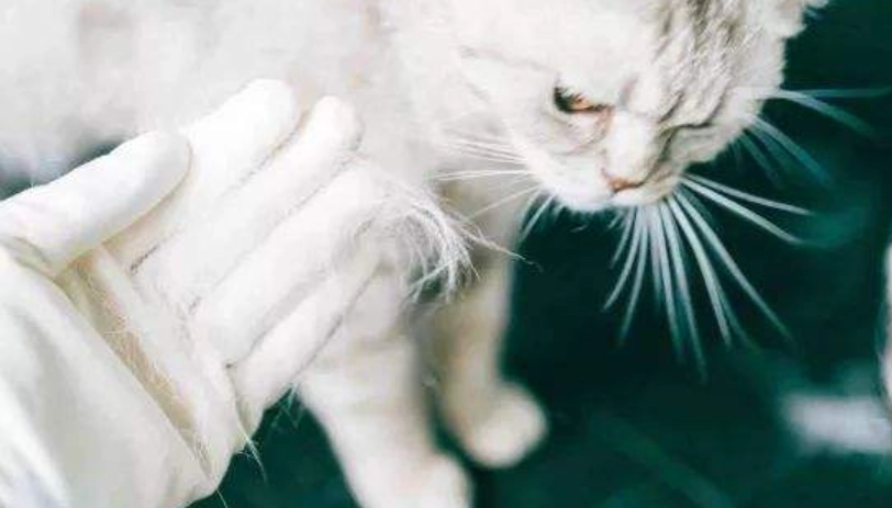 貓咪毛髮護理 貓咪毛髮護理