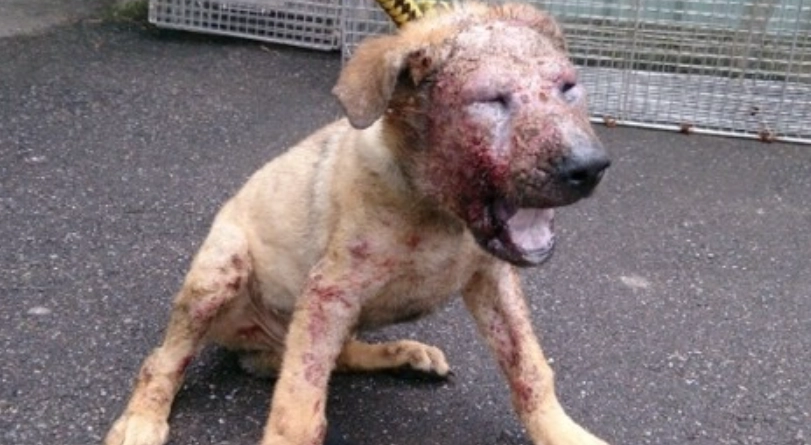 狗狗毛囊蟲治療