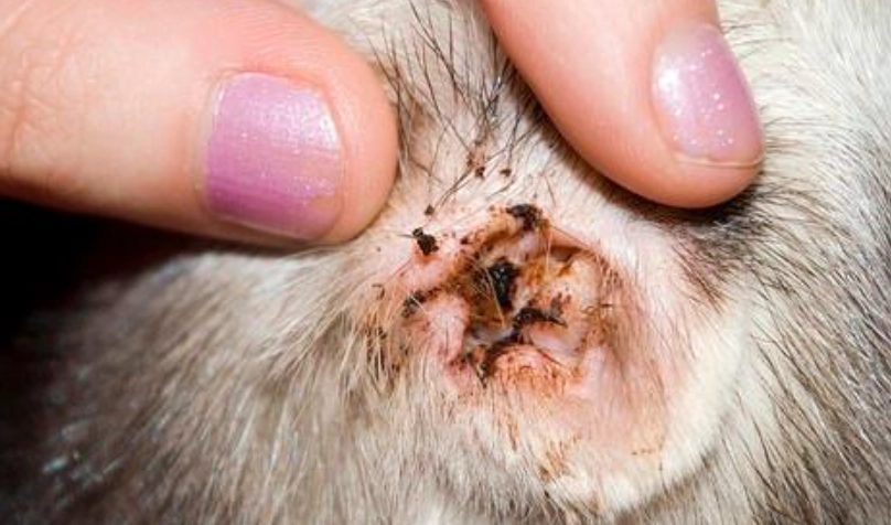 除耳疥蟲藥 除耳疥蟲藥