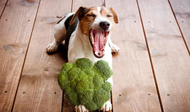 狗飲食安全 狗飲食安全