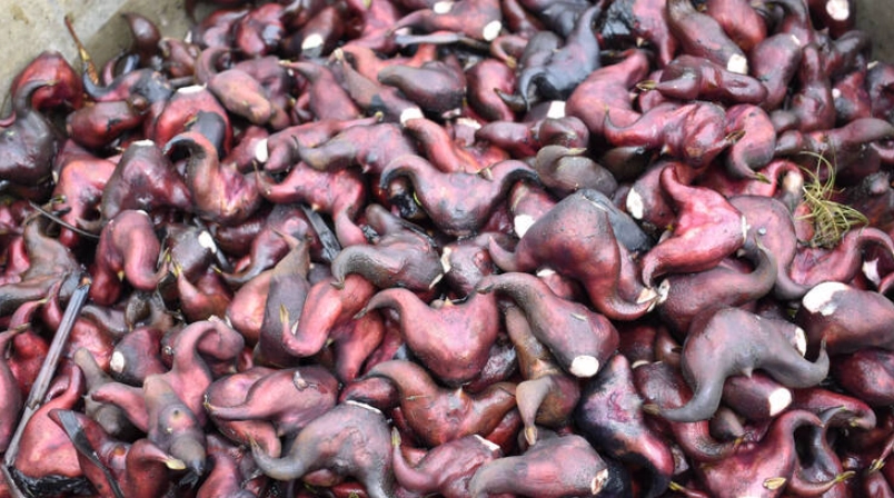 官田菱角 官田菱角