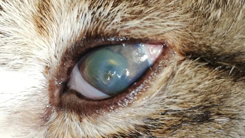 貓咪角膜受傷症狀 貓咪角膜受傷症狀
