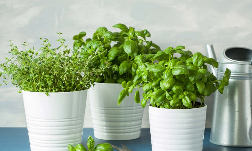 室内香草种植 室内香草种植