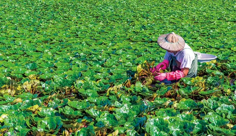 官田菱角 官田菱角