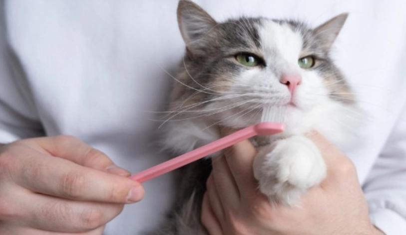 貓口臭原因 貓口臭原因