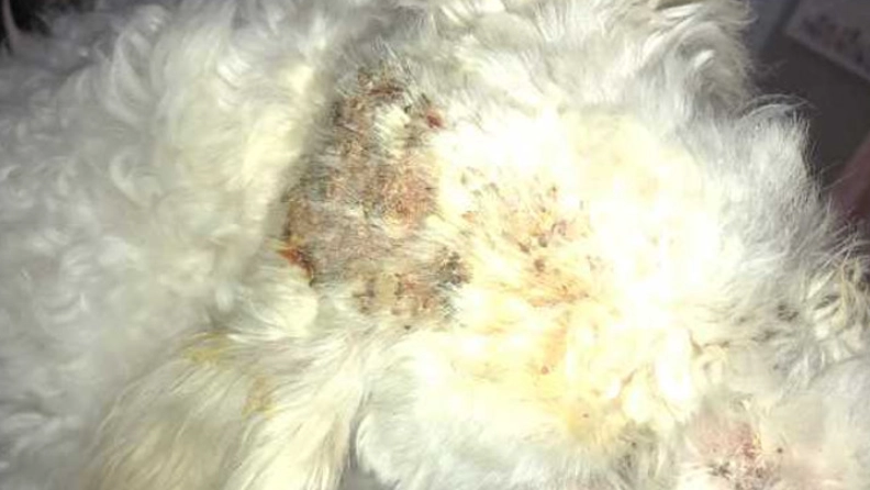 狗狗毛囊蟲治療